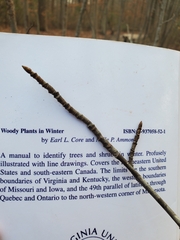 Liquidambar styraciflua