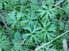 Geranium dissectum