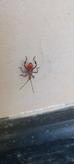 Leptoglossus