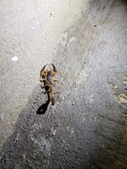 Centruroides ochraceus