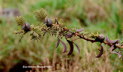 Vachellia drepanolobium
