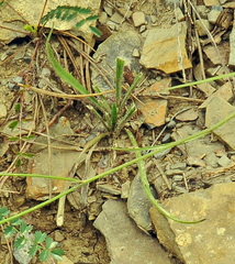 Catananche caerulea