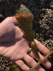 Macrocystis pyrifera