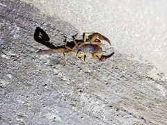 Centruroides ochraceus