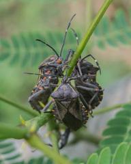 Pachylis argentinus