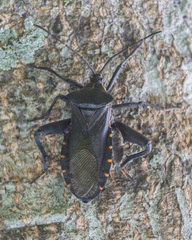 Pachylis argentinus