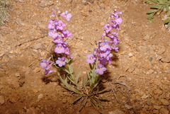 Penstemon secundiflorus