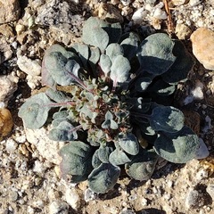 Chorizanthe corrugata