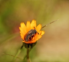 Cimbicidae