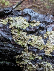 Melanohalea exasperatula