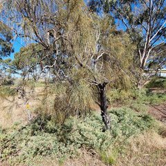 Allocasuarina verticillata
