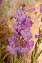 Penstemon secundiflorus