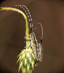 Agapanthia suturalis