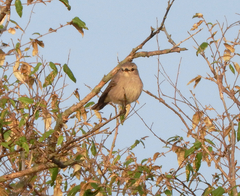 Bradornis microrhynchus