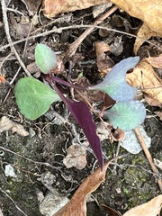 Micranthes virginiensis