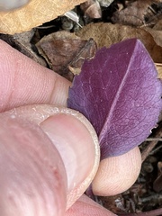 Micranthes virginiensis