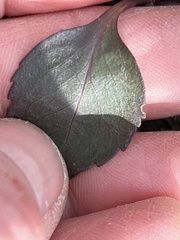 Micranthes virginiensis