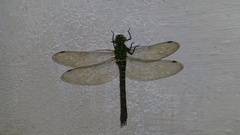 Rhionaeschna planaltica