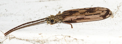 Tenomerga cinerea