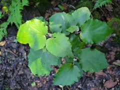 Pericallis appendiculata image