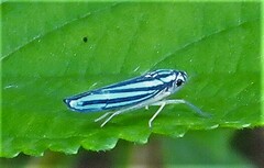 Poecilocarda cosmopolita