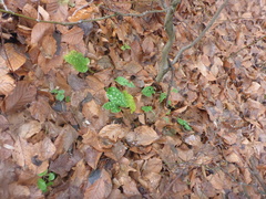 Pulmonaria officinalis