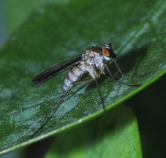 Sciapus