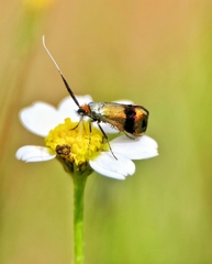 Nemophora