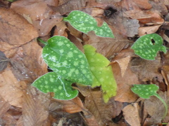 Pulmonaria officinalis