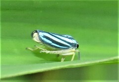 Poecilocarda cosmopolita