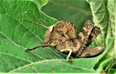 Abisares viridipennis