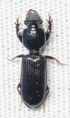 Clivina