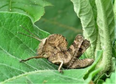 Abisares viridipennis