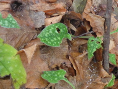 Pulmonaria officinalis