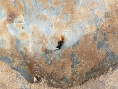 Philanthus loeflingi