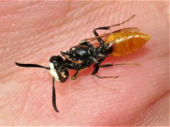 Philanthus loeflingi