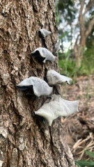 Auricularia cornea