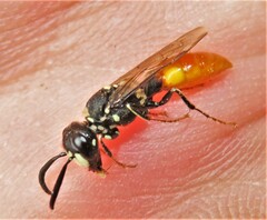 Philanthus loeflingi