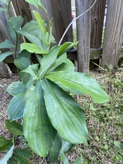 Chamaecostus cuspidatus