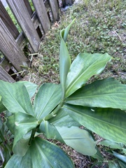 Chamaecostus cuspidatus