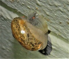 Kerkophorus melvilli