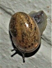 Kerkophorus melvilli