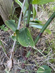Chamaecostus cuspidatus