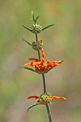 Leonotis leonurus