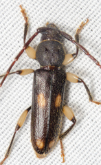 Tylonotus bimaculatus