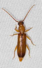 Smodicum cucujiforme