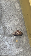 Lissachatina fulica