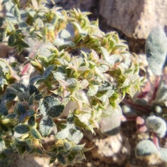 Chorizanthe corrugata