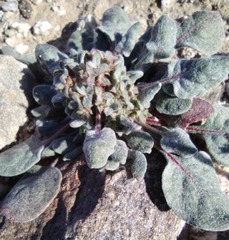 Chorizanthe corrugata