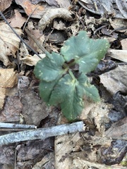 Cryptotaenia canadensis